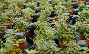 杜鹃花叶子全部发黄怎么办