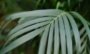 散尾葵叶尖干焦怎么办