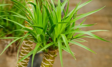 龙血树叶子发黄怎么回事