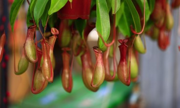 猪笼草的叶子为什么打卷?