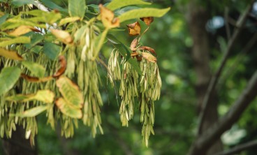 白蜡树的病虫害防治