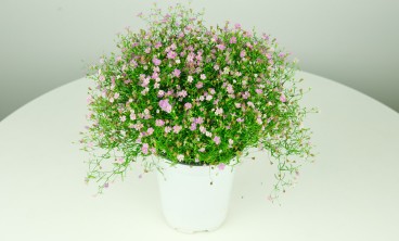 满天星叶子发黄怎么办