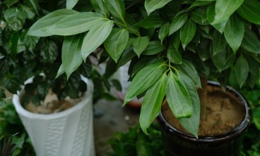 平安树的虫害防治