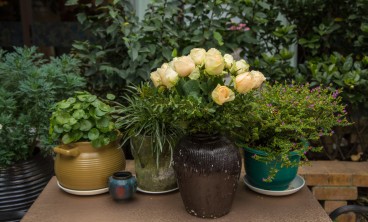 鹿角蕨的功效与作用