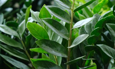 金钱树叶子发黄是什么原因