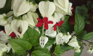 龙吐珠叶子发黄怎么办