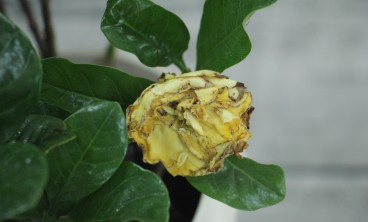 栀子花常见虫害及防治办法