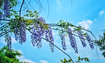 紫藤叶子变黄脱落怎么办