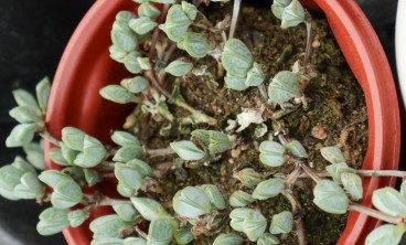 鹿角海棠叶子皱了怎么办