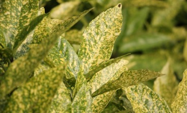 洒金榕掉叶子了怎么办