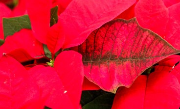 一品红叶面发黑怎么办