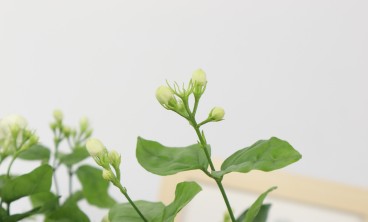 茉莉花叶子发黄怎么办