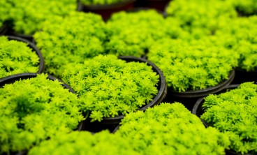 黄金万年草叶子蔫了还有救吗