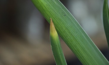 风信子叶子发黄及处理技巧