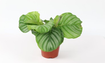 圆叶竹芋的虫害防治