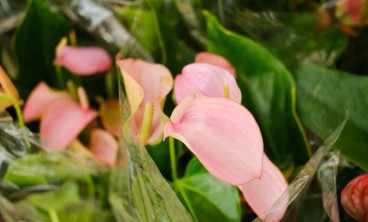 粉掌叶子发黄怎么办