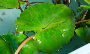 睡莲的叶子发黑怎么办