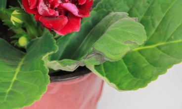 大岩桐叶子发黄怎么办