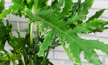 春羽叶子发黄怎么办