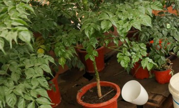 幸福树叶子发黄、落叶，教你一个小动作，立马绿油油!