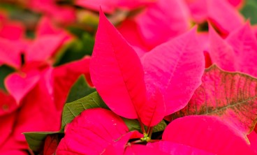 一品红叶子发黄怎么办