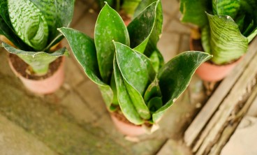 虎皮兰的虫害防治